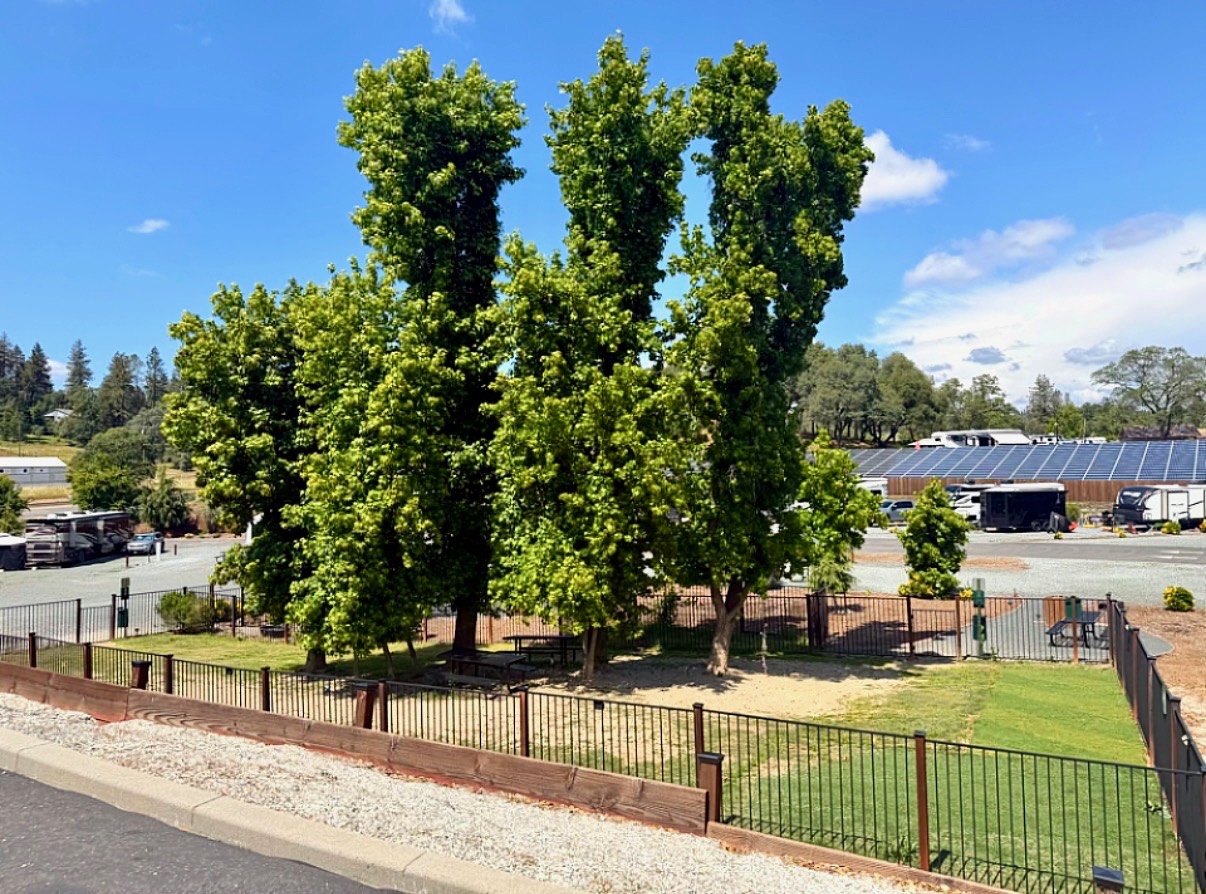 Dog park and picnic area