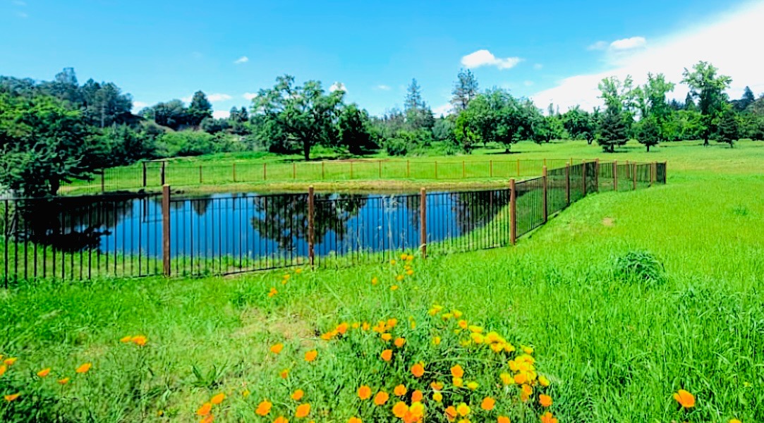 Pond and meadow with wildflowers