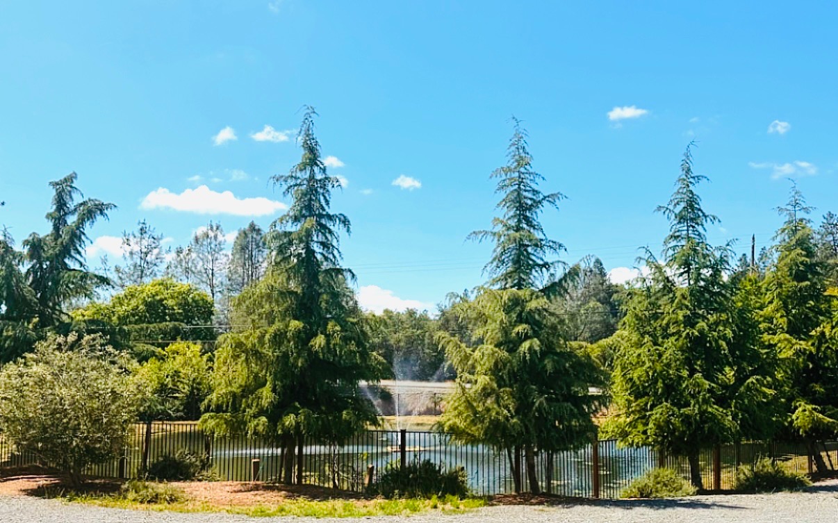 Pond and pine trees